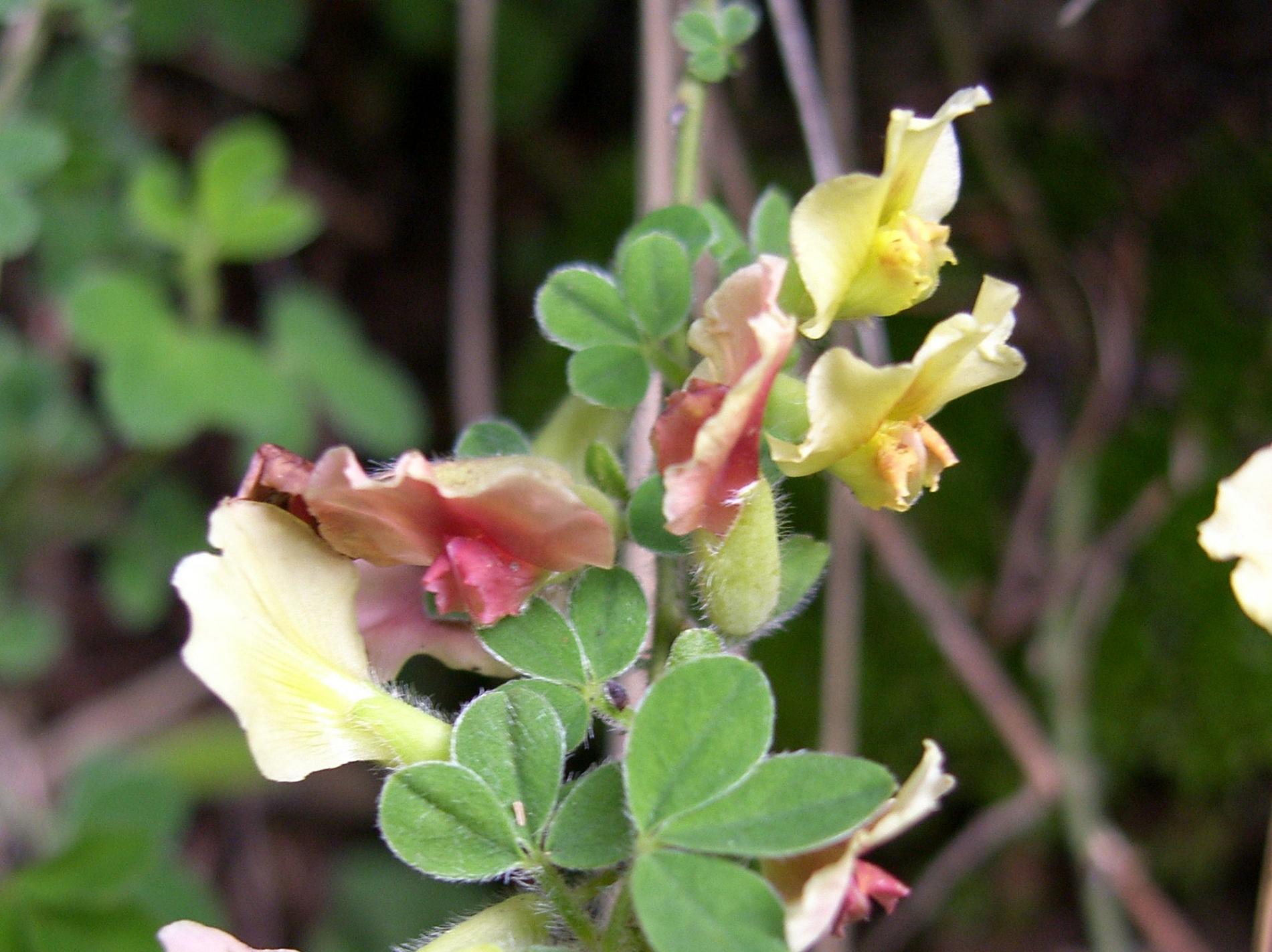 Chamaecytisus hirsutus